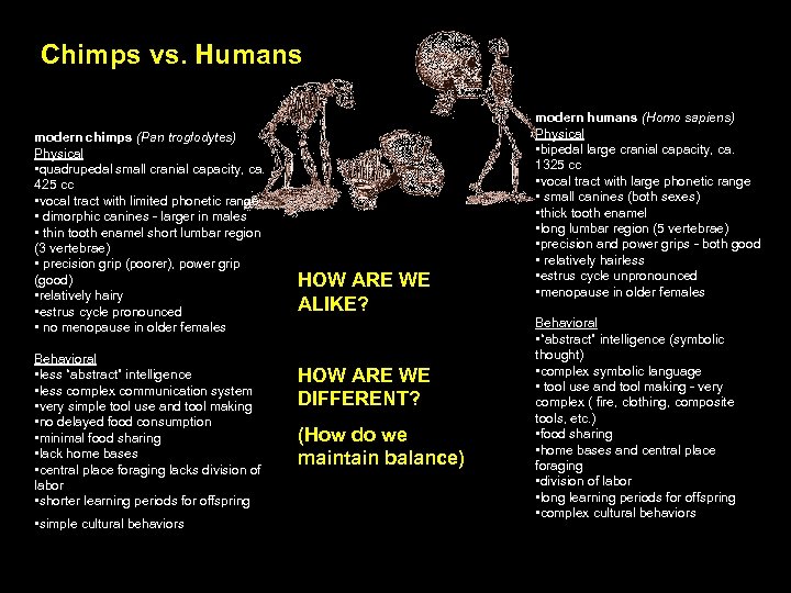 Chimps vs. Humans modern chimps (Pan troglodytes) Physical • quadrupedal small cranial capacity, ca.
