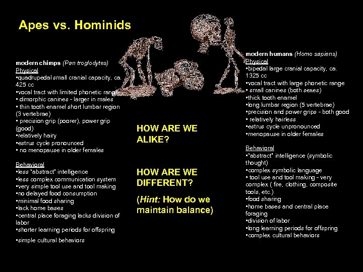 Apes vs. Hominids modern chimps (Pan troglodytes) Physical • quadrupedal small cranial capacity, ca.