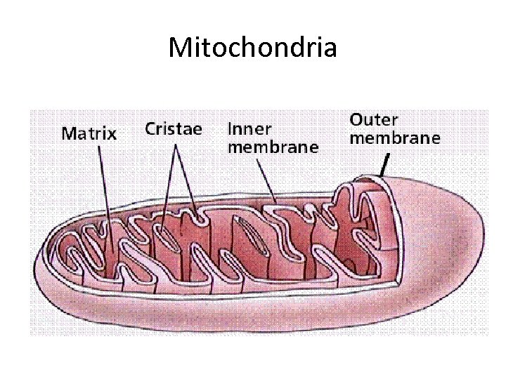Mitochondria 