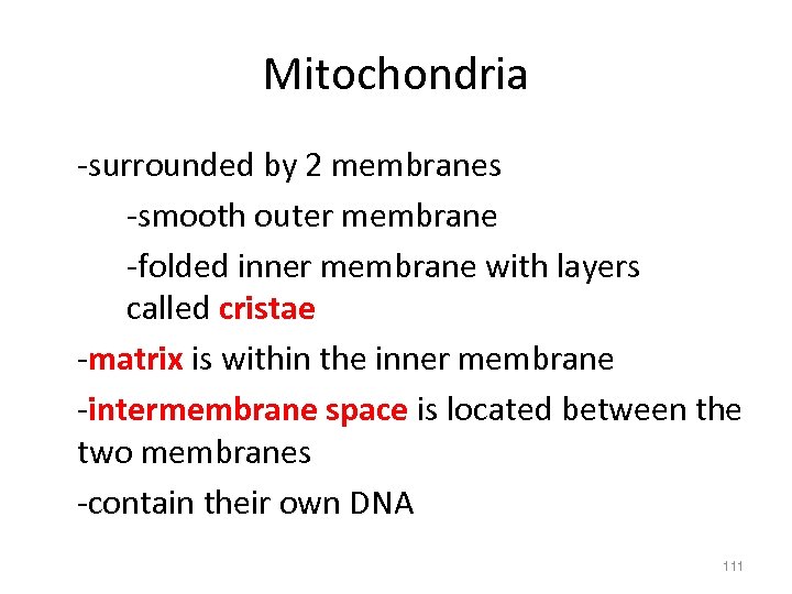 Mitochondria -surrounded by 2 membranes -smooth outer membrane -folded inner membrane with layers called