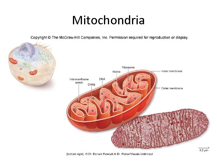 Mitochondria 112 