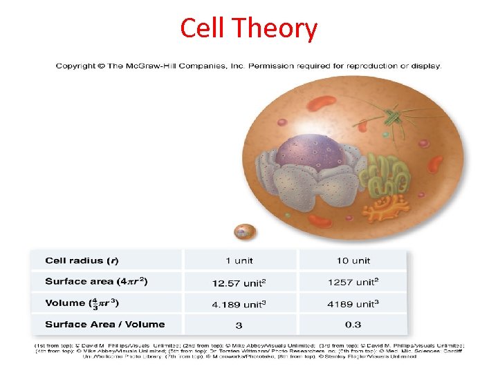 Cell Theory 14 