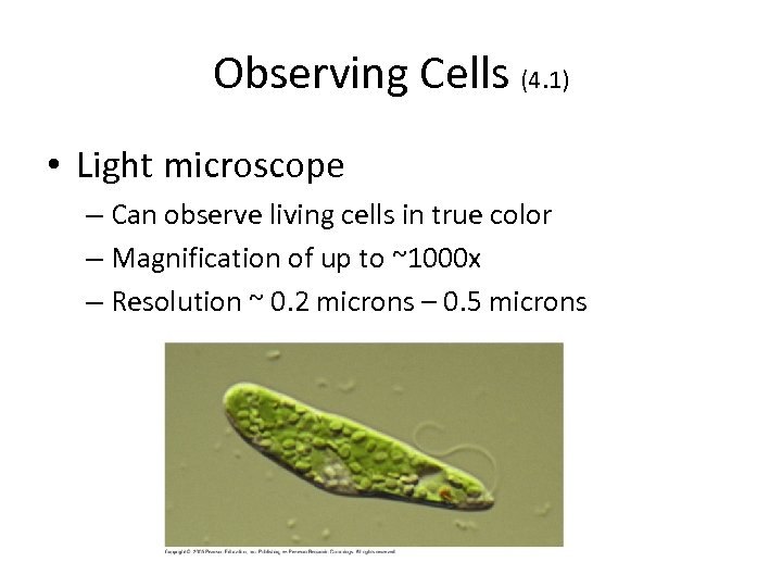 Observing Cells (4. 1) • Light microscope – Can observe living cells in true