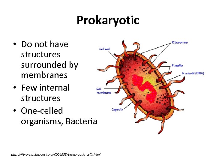 Prokaryotic • Do not have structures surrounded by membranes • Few internal structures •