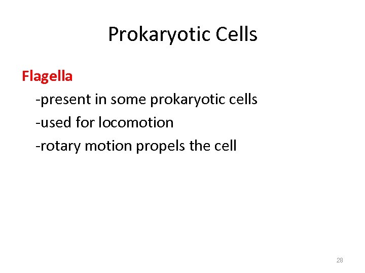Prokaryotic Cells Flagella -present in some prokaryotic cells -used for locomotion -rotary motion propels