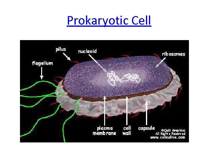 Prokaryotic Cell 