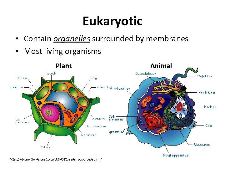 Eukaryotic • Contain organelles surrounded by membranes • Most living organisms Plant http: //library.