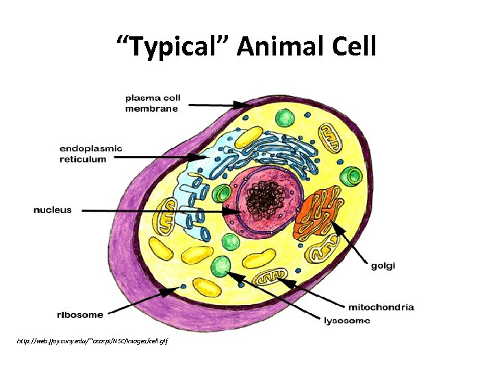 “Typical” Animal Cell http: //web. jjay. cuny. edu/~acarpi/NSC/images/cell. gif 