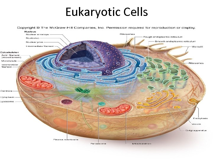 Eukaryotic Cells 37 