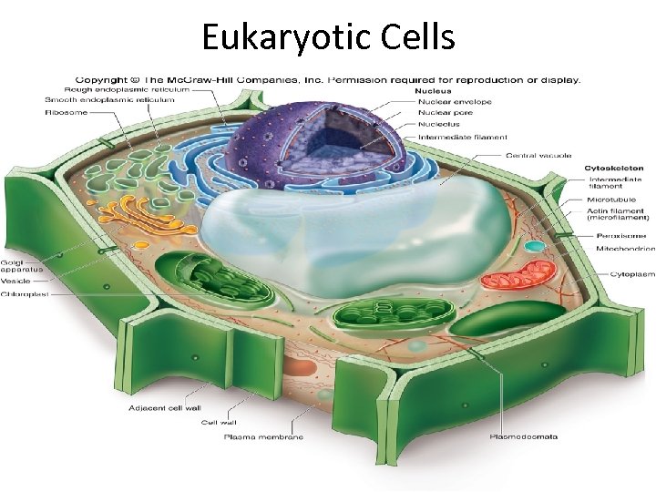 Eukaryotic Cells 38 