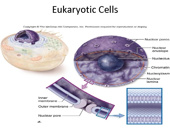Eukaryotic Cells 40 