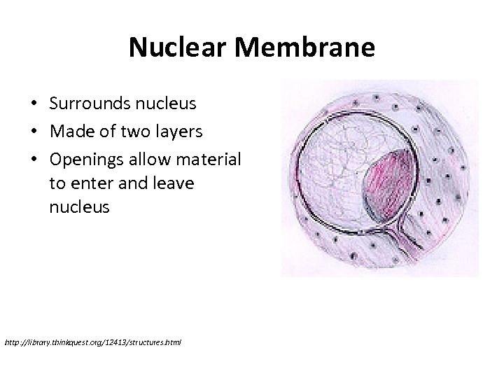 Nuclear Membrane • Surrounds nucleus • Made of two layers • Openings allow material