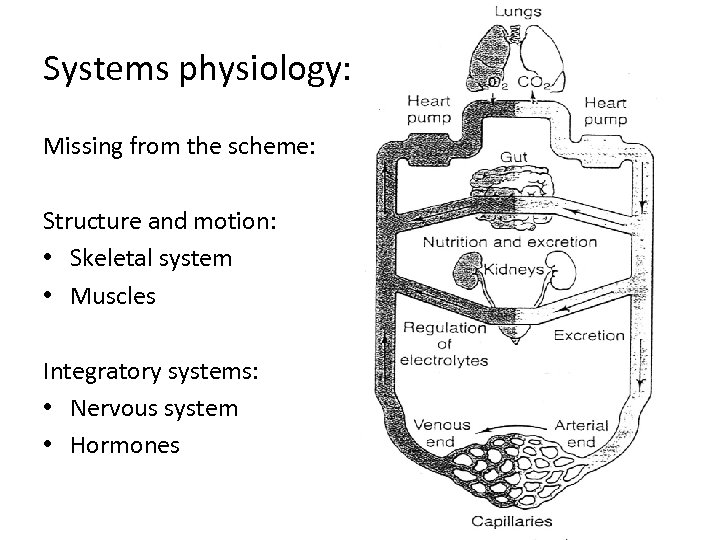 Systems physiology: Missing from the scheme: Structure and motion: • Skeletal system • Muscles