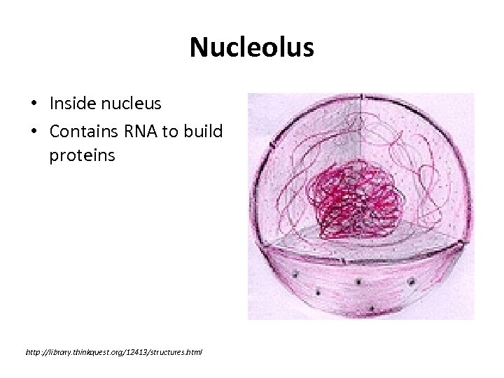 Nucleolus • Inside nucleus • Contains RNA to build proteins http: //library. thinkquest. org/12413/structures.