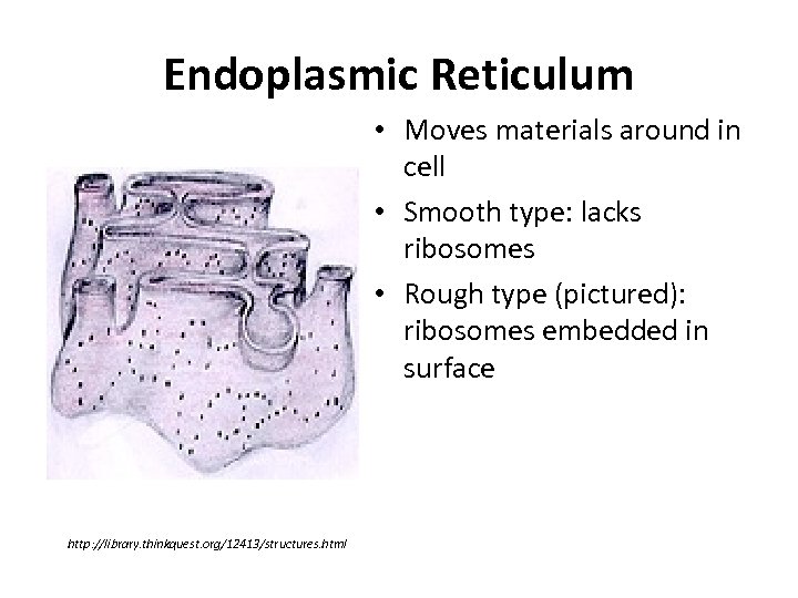 Endoplasmic Reticulum • Moves materials around in cell • Smooth type: lacks ribosomes •