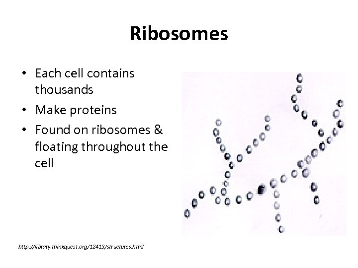 Ribosomes • Each cell contains thousands • Make proteins • Found on ribosomes &