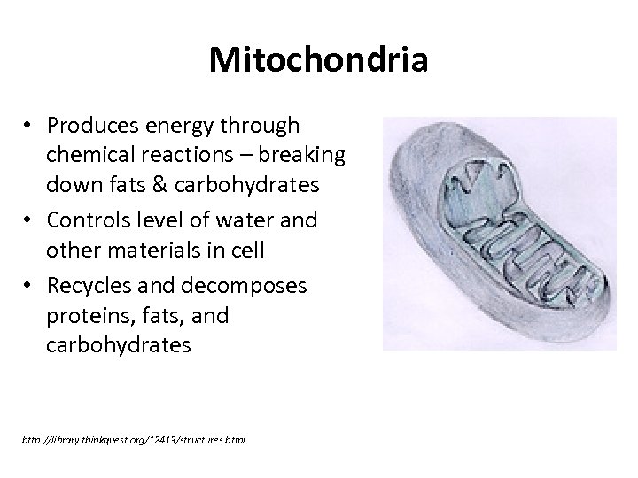 Mitochondria • Produces energy through chemical reactions – breaking down fats & carbohydrates •