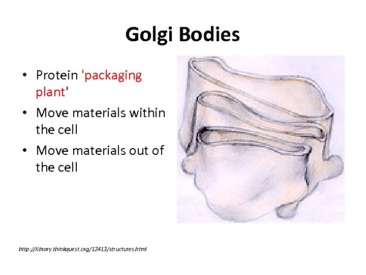 Golgi Bodies • Protein 'packaging plant' • Move materials within the cell • Move