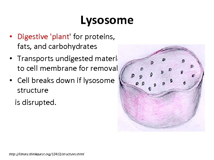 Lysosome • Digestive 'plant' for proteins, fats, and carbohydrates • Transports undigested material to