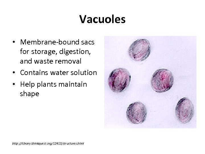 Vacuoles • Membrane-bound sacs for storage, digestion, and waste removal • Contains water solution