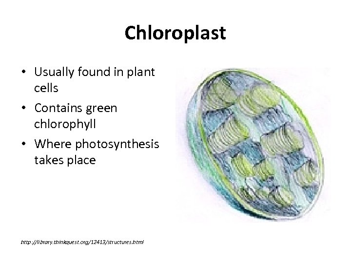 Chloroplast • Usually found in plant cells • Contains green chlorophyll • Where photosynthesis