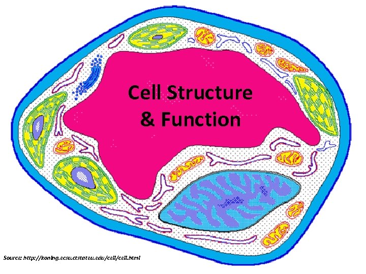Cell Structure & Function Source: http: //koning. ecsu. ctstateu. edu/cell. html 