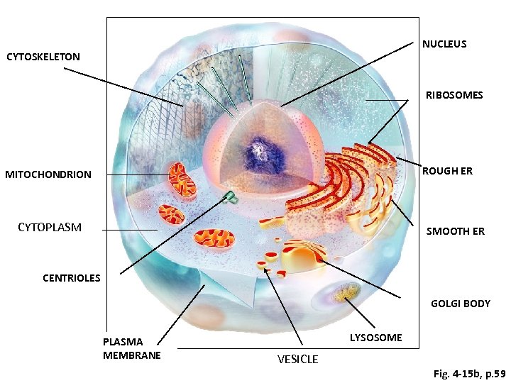 NUCLEUS CYTOSKELETON RIBOSOMES ROUGH ER MITOCHONDRION CYTOPLASM SMOOTH ER CENTRIOLES GOLGI BODY PLASMA MEMBRANE