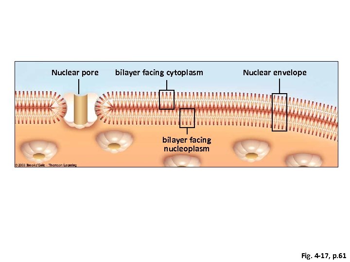Nuclear pore bilayer facing cytoplasm Nuclear envelope bilayer facing nucleoplasm Fig. 4 -17, p.