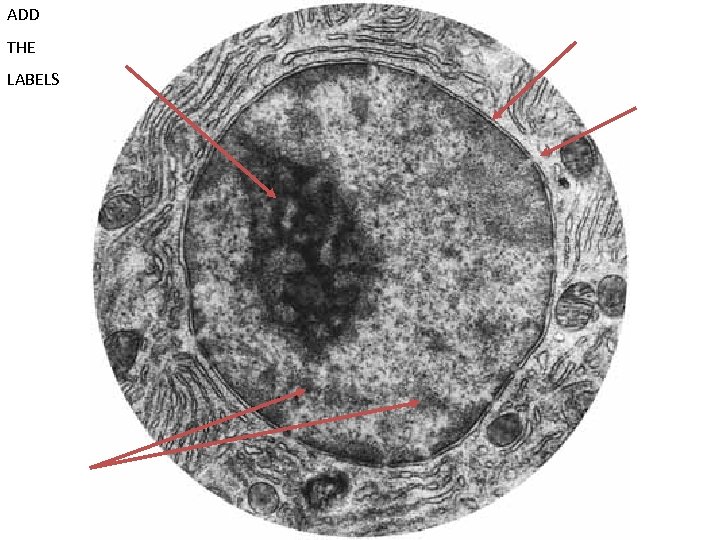 ADD THE LABELS 