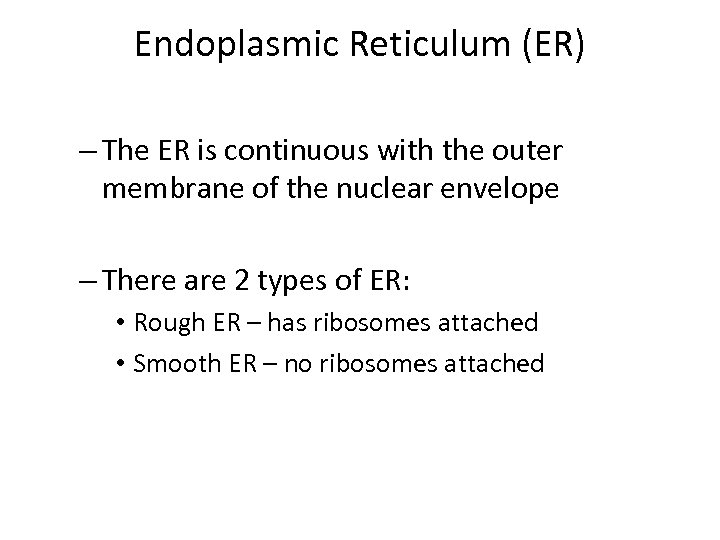 Endoplasmic Reticulum (ER) – The ER is continuous with the outer membrane of the