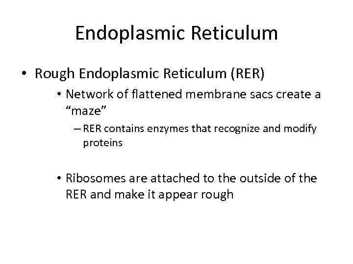 Endoplasmic Reticulum • Rough Endoplasmic Reticulum (RER) • Network of flattened membrane sacs create