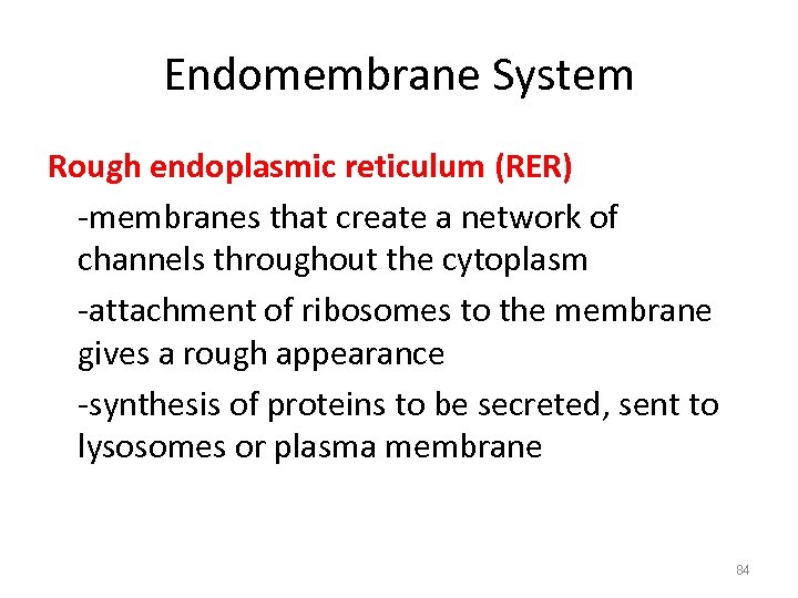 Endomembrane System Rough endoplasmic reticulum (RER) -membranes that create a network of channels throughout