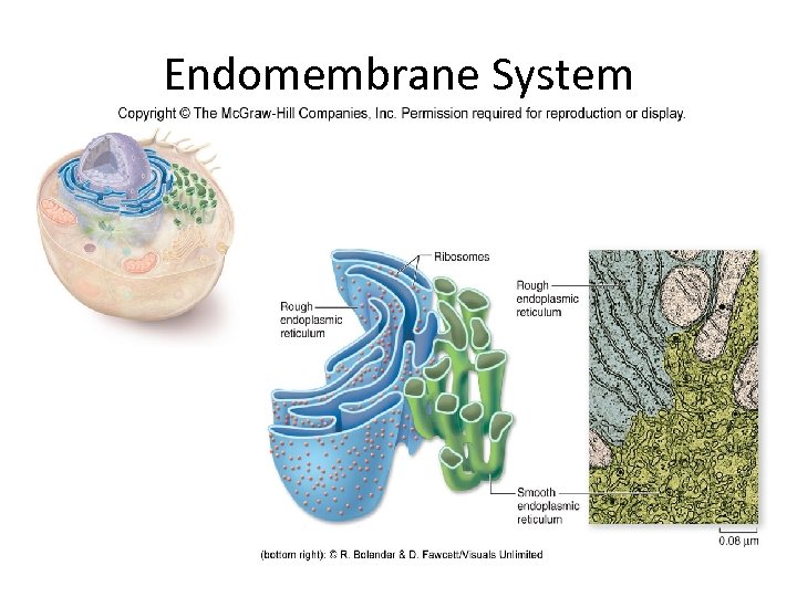 Endomembrane System 