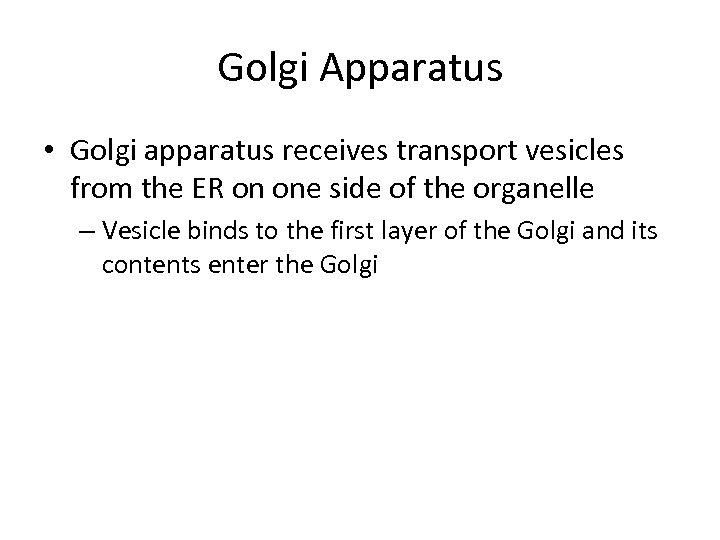 Golgi Apparatus • Golgi apparatus receives transport vesicles from the ER on one side