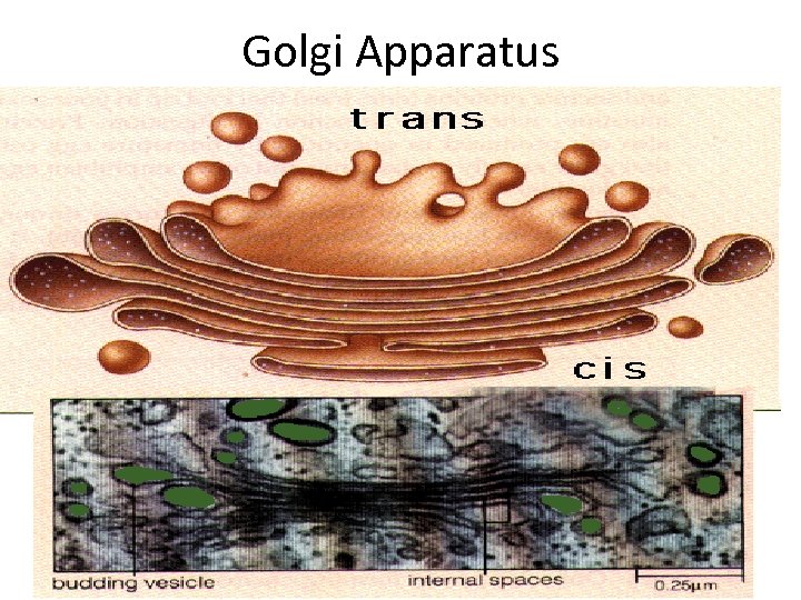 Golgi Apparatus 