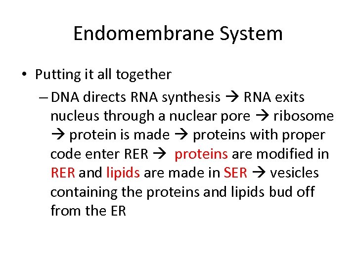 Endomembrane System • Putting it all together – DNA directs RNA synthesis RNA exits