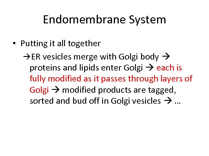 Endomembrane System • Putting it all together ER vesicles merge with Golgi body proteins