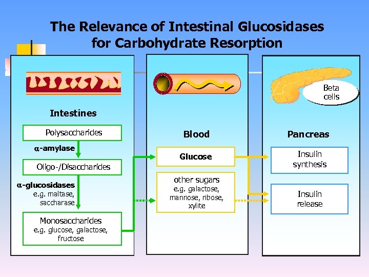 The Relevance of Intestinal Glucosidases for Carbohydrate Resorption Beta cells Intestines Polysaccharides -amylase Blood