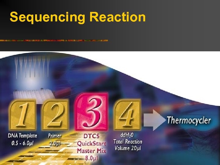 Sequencing Reaction 