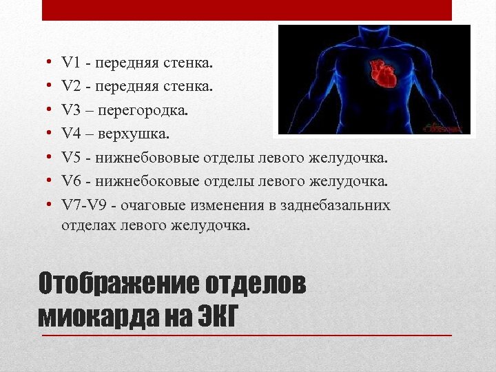  • • V 1 - передняя стенка. V 2 - передняя стенка. V