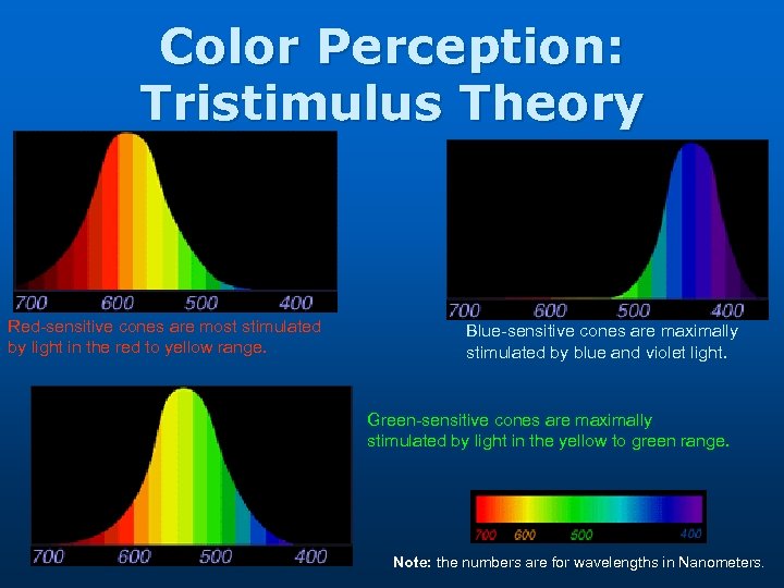 Color Perception: Tristimulus Theory Red-sensitive cones are most stimulated by light in the red