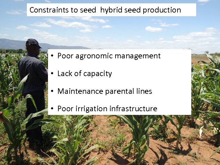 Constraints to seed hybrid seed production • Poor agronomic management • Lack of capacity