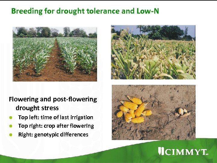 Breeding for drought tolerance and Low-N Flowering and post-flowering drought stress ● Top left: