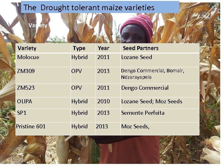 The Drought tolerant maize varieties Variety Molocue Type Hybrid Year 2011 Seed Partners Lozane