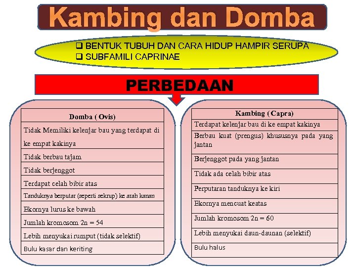 Kambing dan Domba q BENTUK TUBUH DAN CARA HIDUP HAMPIR SERUPA q SUBFAMILI CAPRINAE