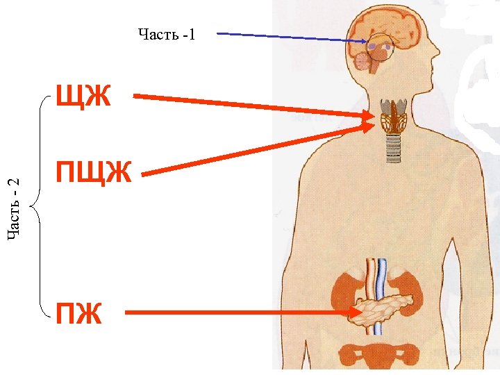 Часть -1 Часть - 2 ЩЖ ПЖ 