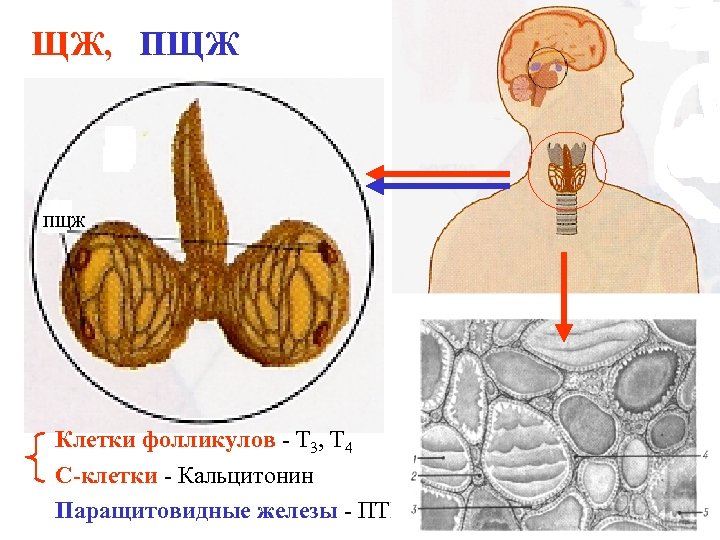 ЩЖ, ПЩЖ Клетки фолликулов - Т 3, Т 4 С-клетки - Кальцитонин Паращитовидные железы