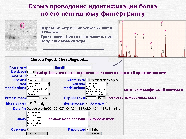 Схема проведения идентификации белка по его пептидному фингерпринту Вырезание отдельных белковых пятен (>20 нг/мм