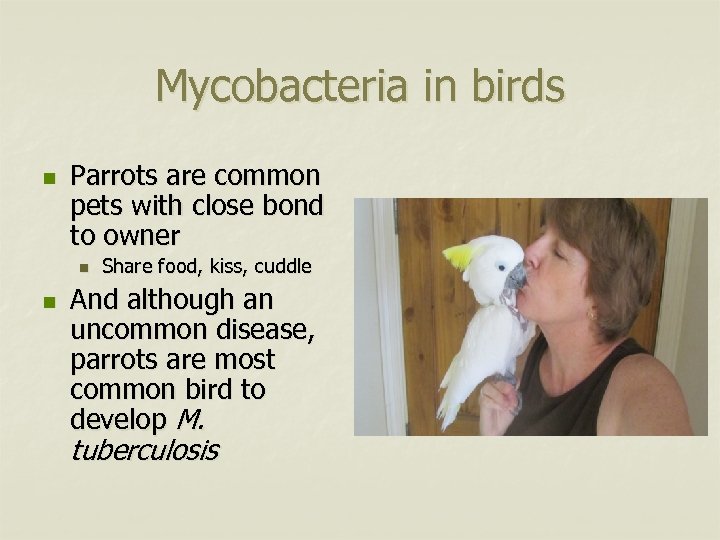 Mycobacteria in birds n Parrots are common pets with close bond to owner n