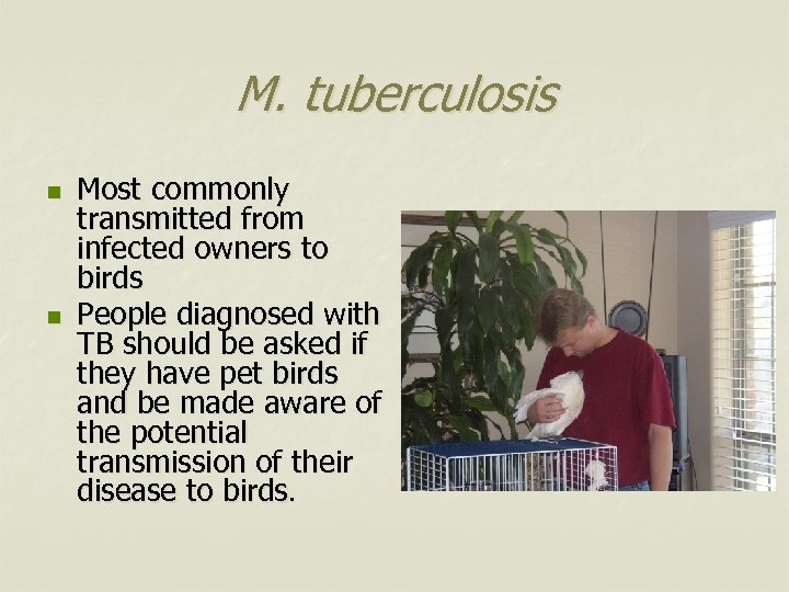 M. tuberculosis n n Most commonly transmitted from infected owners to birds People diagnosed